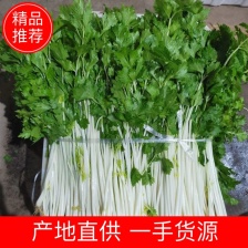 山东省临沂市兰陵县，精品小香芹，大量