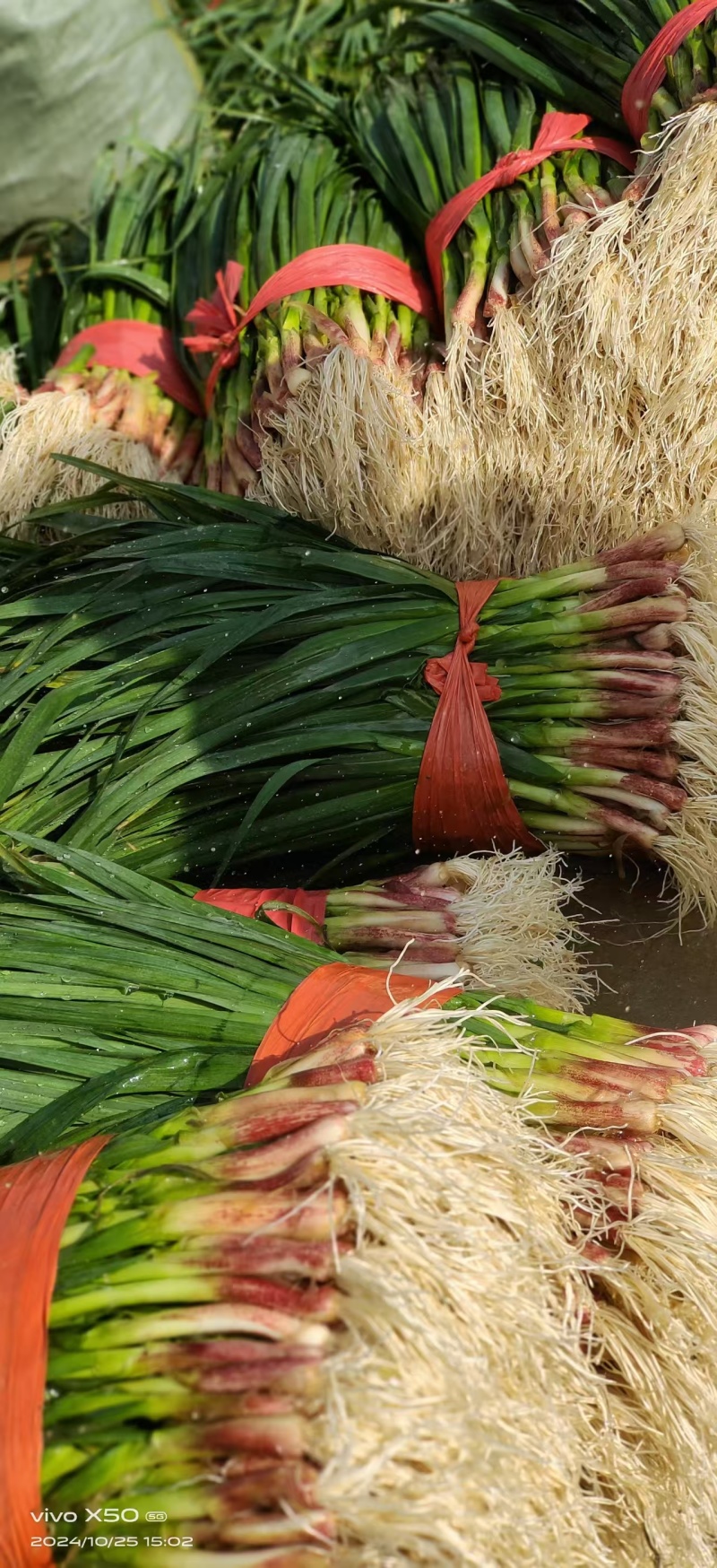 常年供应 优质水洗蒜苗  干蒜苗 根红叶绿 品质保证