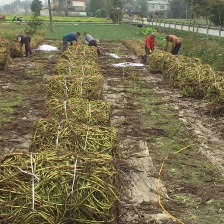 精品泡沫箱空心菜，产地直发，常年供应