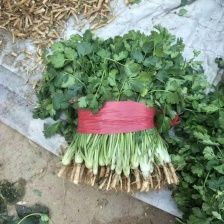 金乡大叶<font color=red>香菜</font>金乡大量供应！产地直销！