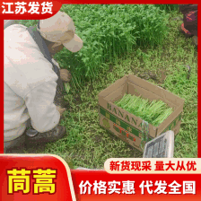 茼蒿 江苏淮安精品茼蒿 产地直发 欢迎咨询合作 品质保证