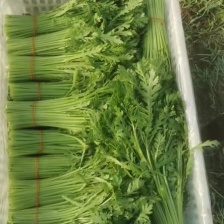 茼蒿 江苏淮安精品茼蒿 产地直发 欢迎咨询合作 品质保证