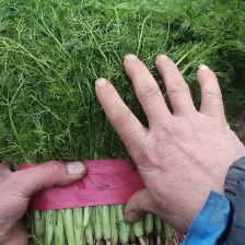 精品茴香 优质茴香 产地直发 按需包装 对接商超市场等