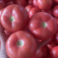 西红柿大量有货基地直供品质优可对接市场商超欢迎咨询来电