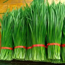 【人气精选】广东徐闻大叶韭菜，现割现发，一手精品货源