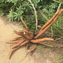 江门恩平市大量供应黄肉木薯 货源稳定欢迎来电咨询