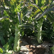 家旗农业发展有限公司