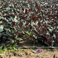 精品紫背菜大量上市