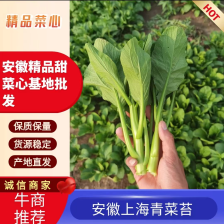 油菜苔大量上市 货源充足 量大从优