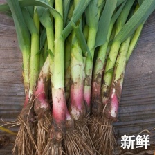 山东红根蒜苗 郯城蒜苗 大量供应 对接各大市场 电商 商超
