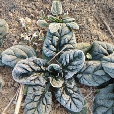 大叶菠菜大量上市，货源充足，代发全国各地