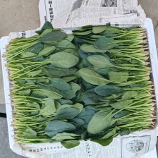 大叶菠菜大量上市，货源充足，代发全国各地