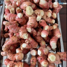新鲜南姜  山姜  自家基地直供货源充足