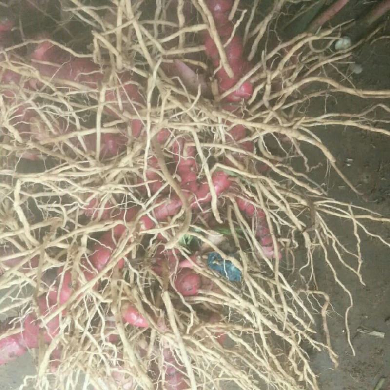 新鲜南姜  山姜  自家基地直供货源充足