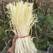 精品短韭黄（芽）产地直发（批发或零售）15~25公分