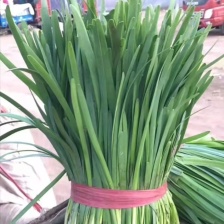 【推荐】韭菜/广东韭菜/湛江韭菜/自家基地/全国供应发货