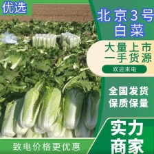 河北白菜，北京3号白菜 质量好，价不高，货源充足欢迎定购
