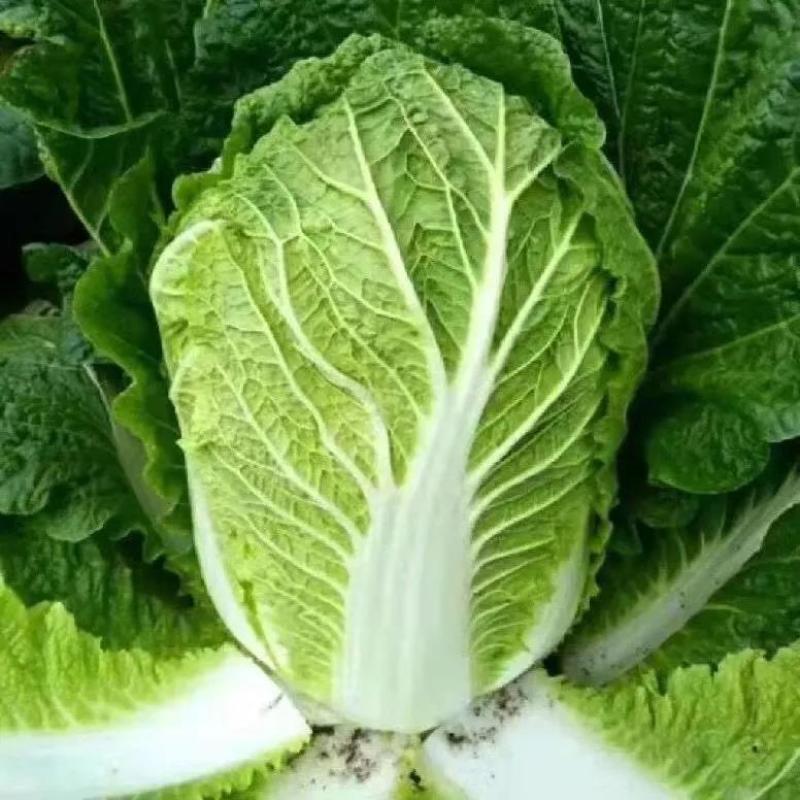 河北白菜，北京3号白菜 质量好，价不高，货源充足欢迎定购