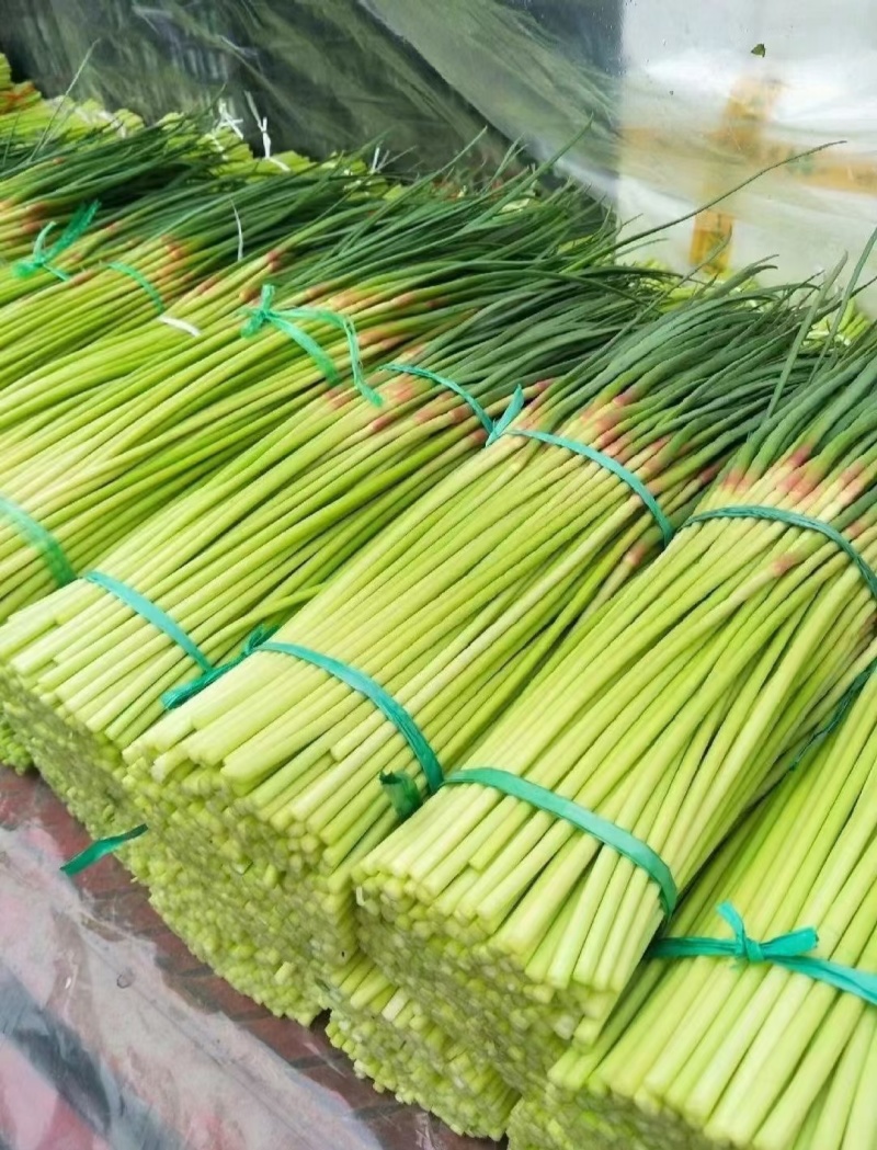 山东产地精品红帽蒜苔大掉价产地现摘现发货一条龙服务可打冷