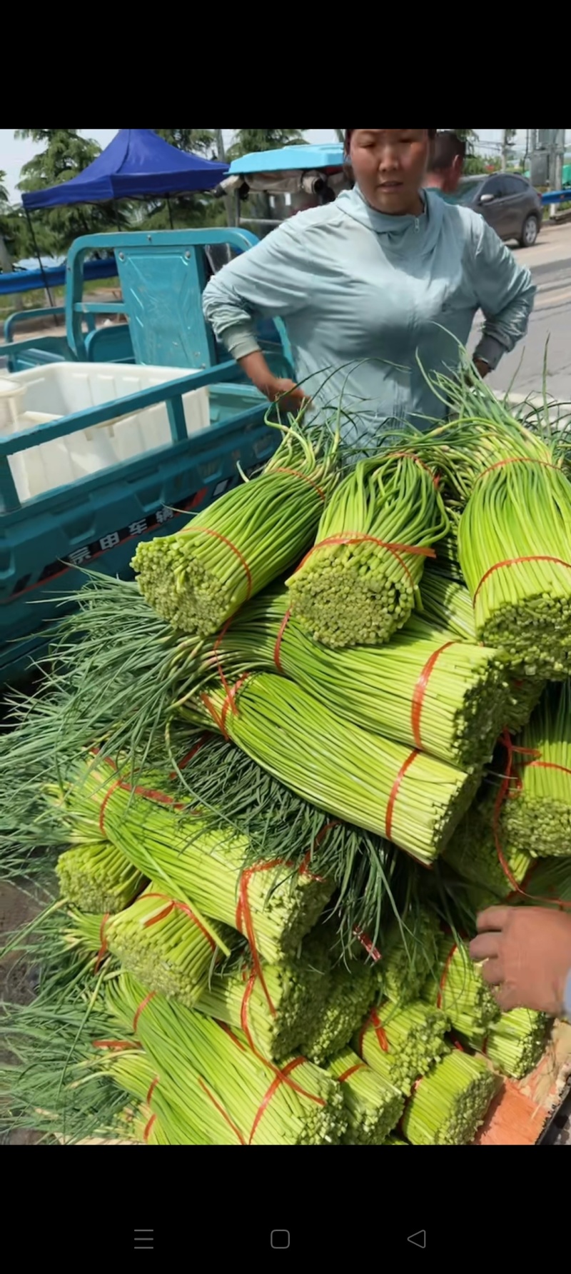 山东产地精品红帽蒜苔大掉价产地现摘现发货一条龙服务可打冷