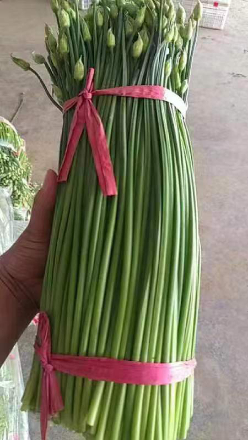 韮苔 山东韭苔 大量供应 产地直发 可视频看货 品质保证