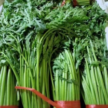 优质山东茼蒿菜大量供应，产地，保证新鲜，要的联系我