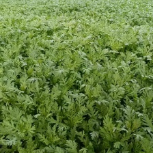 优质山东茼蒿菜大量供应，产地，保证新鲜，要的联系我