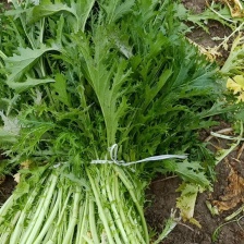 雪里红，大量上市中，基地量大，，，，，