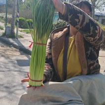 河南【红帽蒜薹】可供各种规格蒜苔/可按需加工/产地直发/