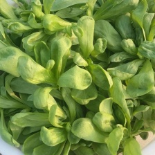 精品茼蒿 小叶茼蒿 产地直供 可视频看货 欢迎来电采购