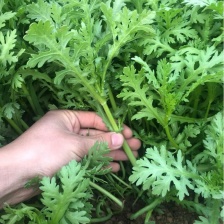 《江苏茼蒿》基地直发保质保量一条龙服务量大从优对接全国