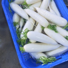 青头萝卜，产地一手货源，品质保证，量大从优，可视频看货