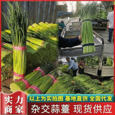 山东省聊城市东昌府区沙镇镇向阳村。蒜苔五一前后大量上中，