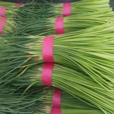 山东省聊城市东昌府区沙镇镇向阳村。蒜苔五一前后大量上中，