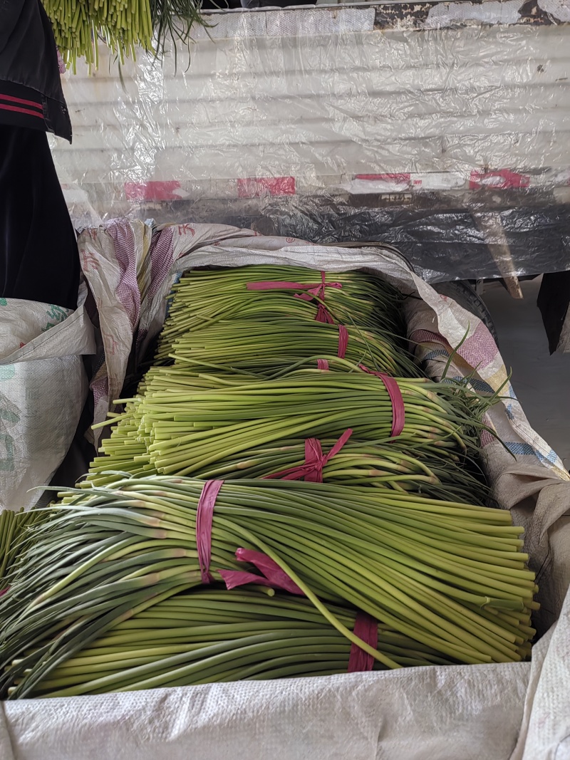 山东省聊城市东昌府区沙镇镇向阳村。蒜苔五一前后大量上中，