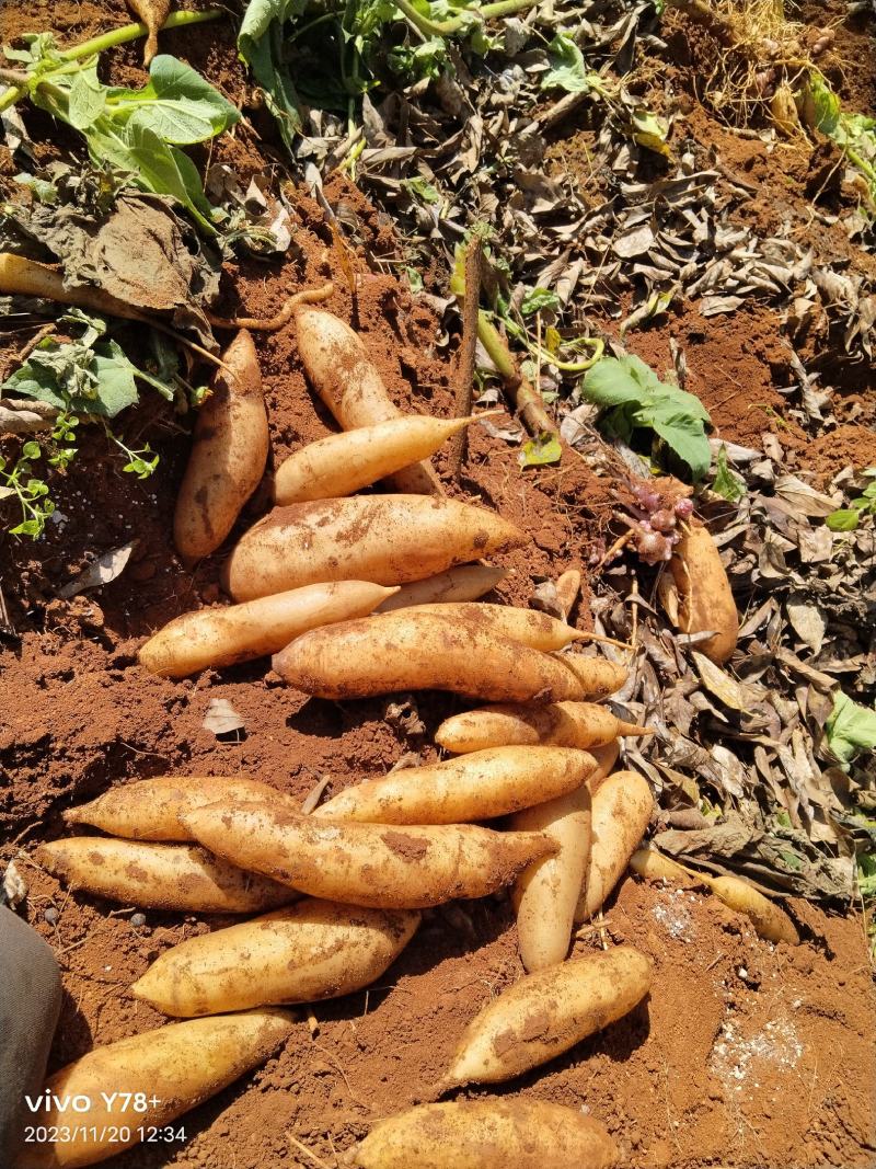 【精品】云南天山雪莲果产地直发，一手货源，可视频看货