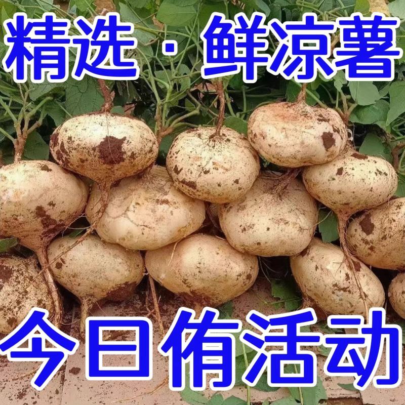 地瓜 凉薯 豆薯 沙葛 产地一手货源，量大从优，支持发货