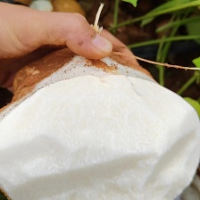 西昌市红薯西昌市豆薯！地瓜 凉薯，土瓜儿！产地，