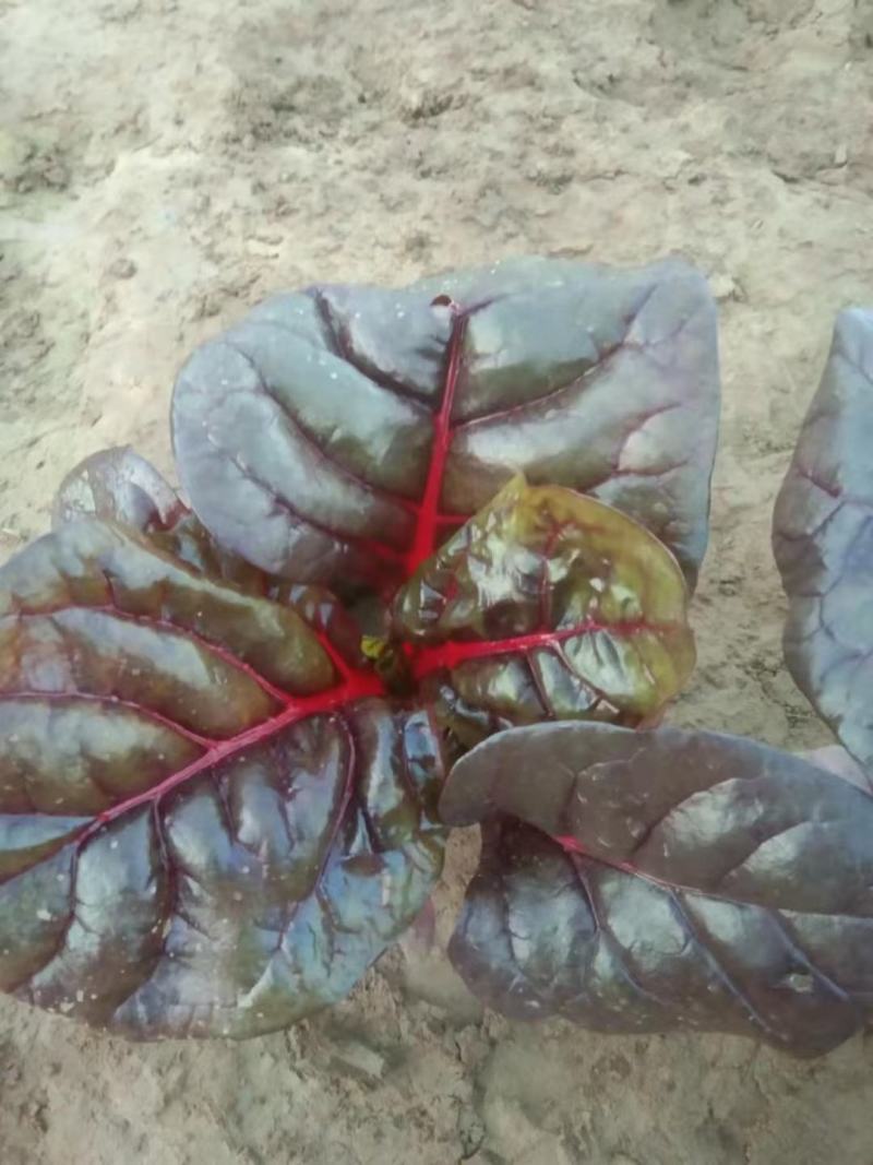 精品红叶甜菜，基地直发，欢迎各位老板致电洽谈！