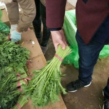 精品茼蒿/一件代发/量大优惠/欢迎选购