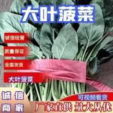 【热卖】滑县优质大叶菠菜质量好价格低视频看货欢迎来电