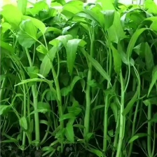 精品新鲜白杆空心菜大量上市货源充足现摘现发欢迎前来订购