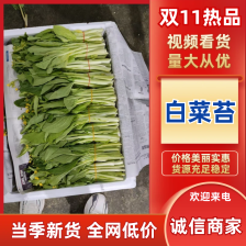 湖北白菜苔新鲜翠绿，量大价低货量充足供应各大档口商超电商