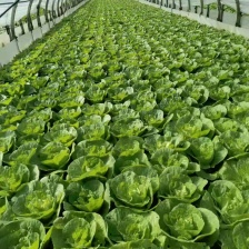 黄心菜大量有货，价格便宜可供超市电商批发发货全国