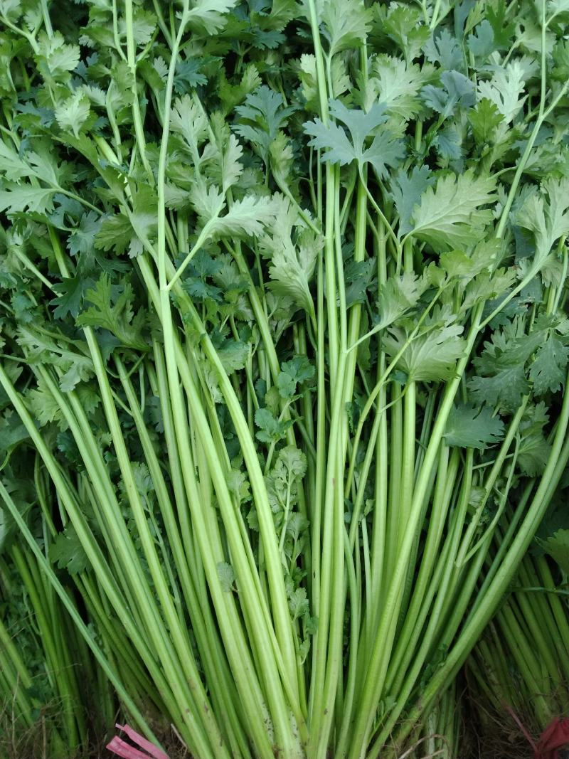 安丘市诚信农产品购销竭诚为你服务精品