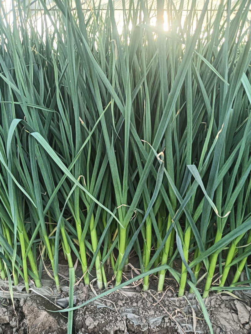 白蒜苗，红根蒜苗，有精加工厂地，可打冷，加冰，可包装