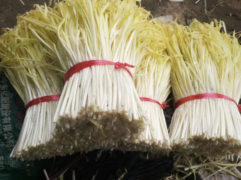 精品韭黄二茬 30~40公分。产地一手货源