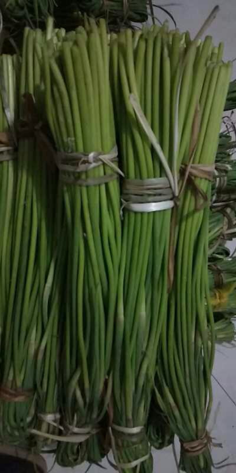 2019鲜蒜苔大量上市