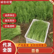 产地一手货源精品茴香苗大量现货需要的老板前来采购