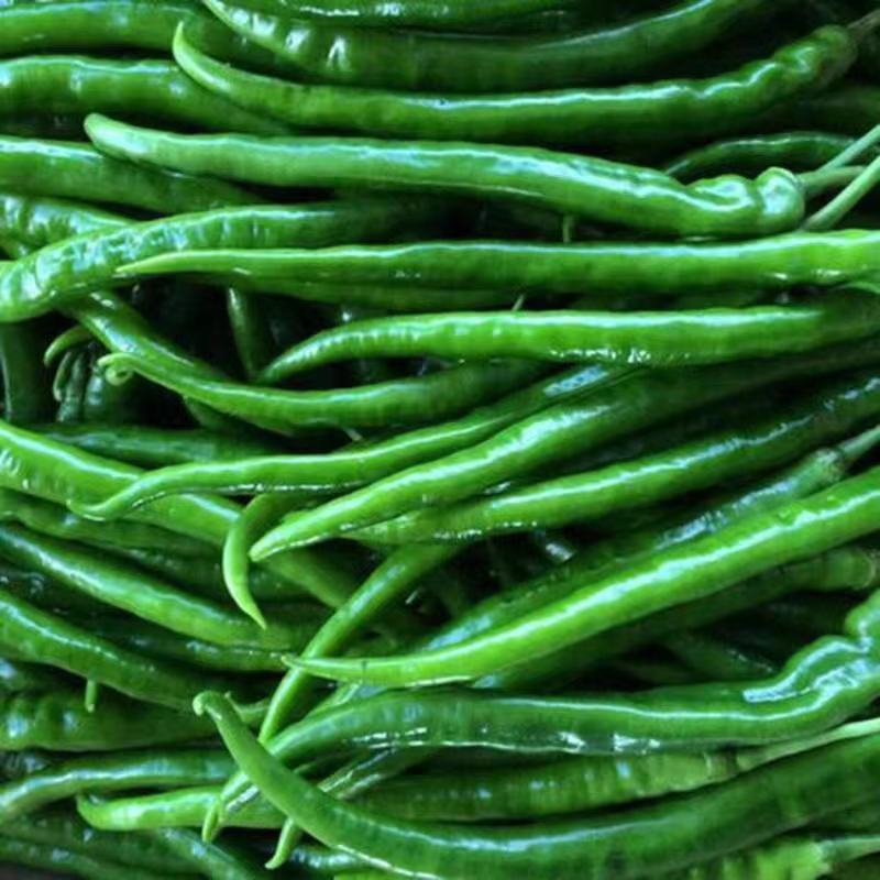 二荆条辣椒，3号辣椒，产地一首货源，保质保量，欢迎订购。